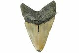Fossil Megalodon Tooth - North Carolina #165420-2
